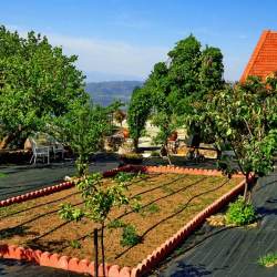 Front yard – orchard Front yard – orchard
