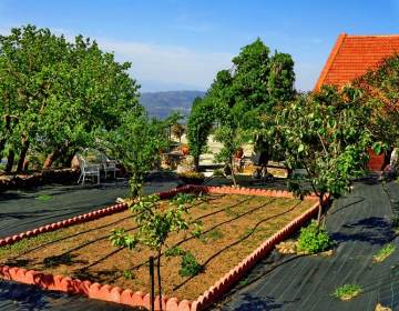 Courtyard Garden